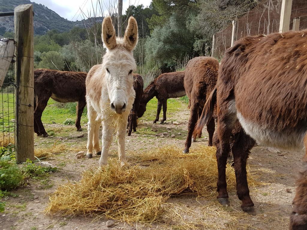 Finca Son Brondo Lantställe Valldemossa (Mallorca)